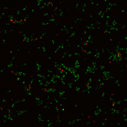  HKU-led study finds natural food dye can stop fungus in its tracks