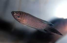 Hong Kong Paradise fish (Photo credit: David Dudgeon)