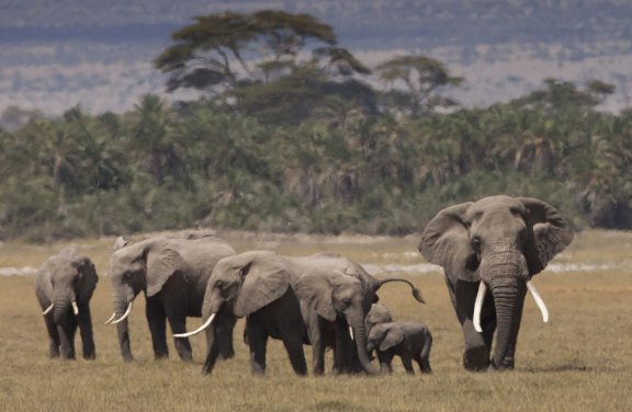 A group of savanna elephants (Loxodonta africana) in Amboseli National Park, Kenya
(Photo Credit: Alex Hofford/WildAid)