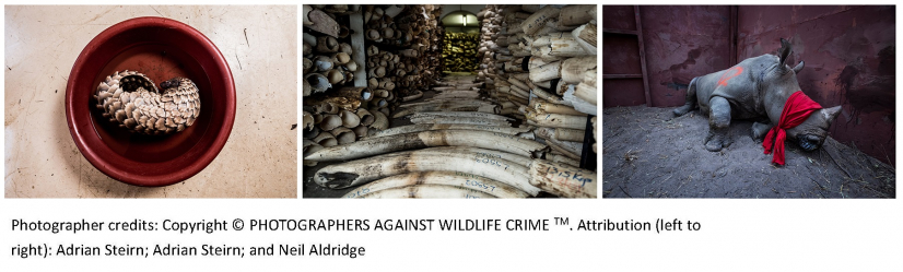 (Image credits and captions from left to right) BY ADRIAN STEIRN - Pangolins are the world’s most traded mammal – the scales are used in traditional Chinese medicine and the meat served as a restaurant delicacy in many parts of Asia.
BY ADRIAN STEIRN - The vast stockpile of confiscated elephant tusks inside Zimbabwe’s ivory vault in Harare. In 2016, the vault held more than 90 tonnes of ivory.
By Neil Aldridge - Sedated and blindfolded, this white rhino was transported from South Africa for release in Botswana’s Okavango Delta, as part of an initiative to restore rhino populations to that country.