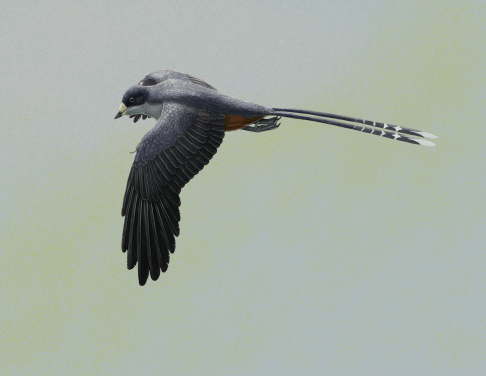 Figure 1.  Life reconstruction of the fossil bird Confuciusornis, one of the first beaked birds. Confuciusornis was roughly the size of a crow. It is known from hundreds of beautifully-preserved fossils, found in Early Cretaceous rocks from northeastern China. Image credit: Gabriel Ugueto.