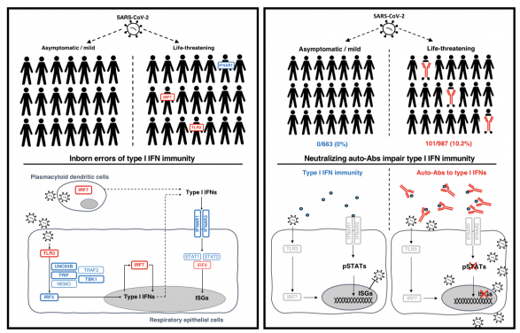 Researchers of the COVID Human Genetic Effort, including scientists from the Department of Paediatrics and Adolescent Medicine, HKUMed, have discovered inborn errors of immunity and auto-antibodies affecting type I interferon pathways in life-threatening COVID-19 patients of different ages. The findings help explain why some people develop a disease much more severe than others in their age group.
 