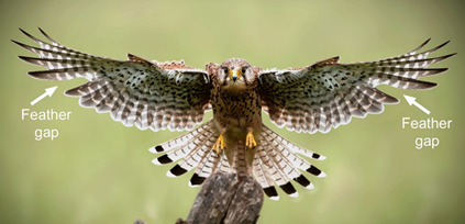 Predatory bird undergoing moulting. The white arrows indicate the feather gaps. Image credit: Shutterstock.

 