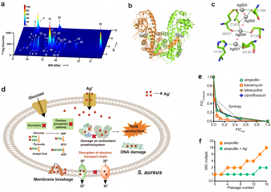 (a) Exploration of Ag+-binding proteins in the soluble fraction of S. aureus with LC-GE-ICP-MS. (b) The overall structure of Ag-bound 6PGDH. (c) Silver coordination sites in 6PGDH and silver cluster composed of four adjacent Ag ions. (d) Diagram showing that Ag+ kills S. aureus by targeting multiple essential pathways. (e) Isobolograms of the combination of conventional antibiotics and Ag+ against S. aureus Newman. (f) Resistance acquisition curves during serial passage with the subinhibitory concentration of ampicillin or combination of ampicillin and Ag+ against S. aureus Newman.