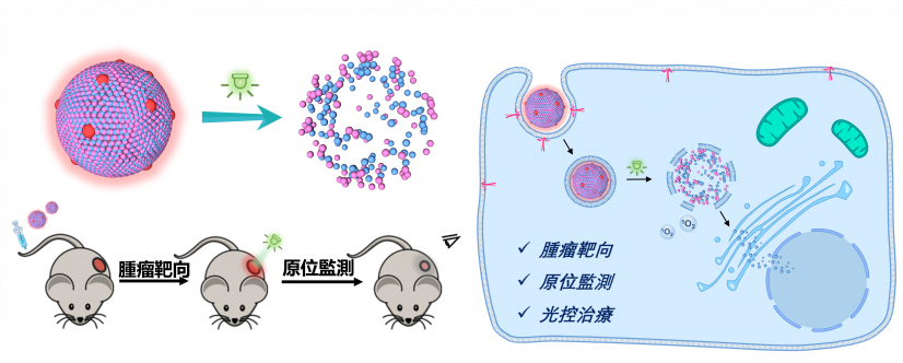 The research team developed a simple photo-responsive prodrug-dye nanomedicine. The nanomedicine achieved tumour targeting, in-situ fluorescence monitoring, and light-triggered drug release for the treatment of colorectal cancer.

 