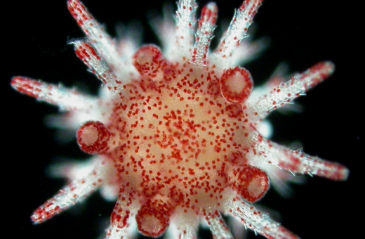 港大海洋生物學家揭開海膽對抗海洋熱浪的秘技