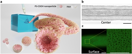 Micrometre-scale multicompartmental structures of aquabots. (Reprinted with permission from Zhu, Shipei et al. (2022). ”Aquabots" ACS nano, vol. 16, no. 9, 2022, pp.13761-70. Copyright American Chemical Society (2022))