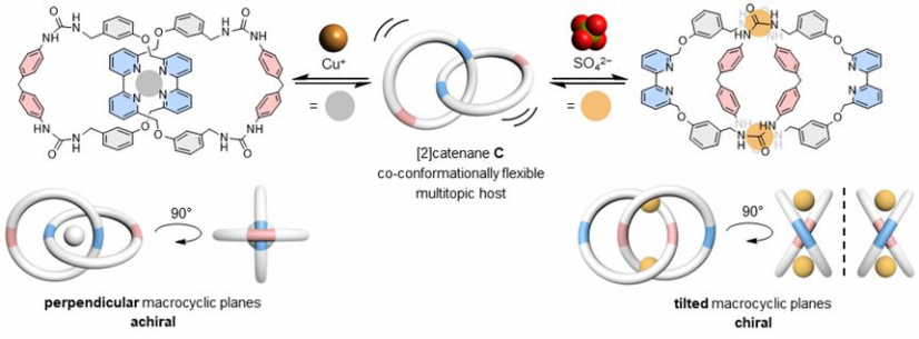 Figure 2. The “180°-turn” of the interlocked macrocycles allows the catenane host to switch binding modes to accommodate copper(I) or sulfate ion guests selectively. Image adapted from Nature Communications.
 