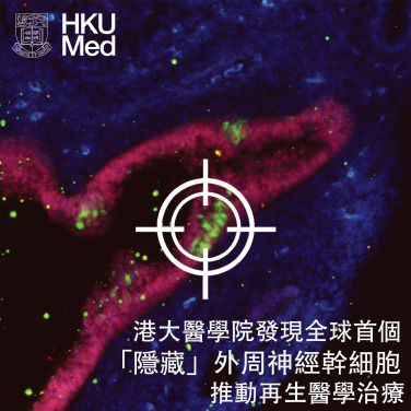 外周神經幹細胞
 