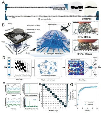 圖 2. 從 2D 剛性電子元件到 3D 軟體電子元件：利用 3D 水凝膠半導體提高電晶體的維度。
