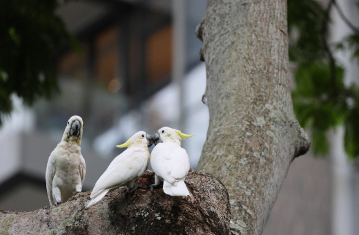 HKU Researchers Reveal Hong Kong as a Biodiversity Ark for Yellow-crested Cockatoos and Expand Nesting Support