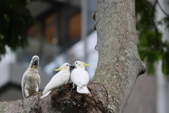 Researchers found that the city’s population retains high genetic diversity despite its small size, highlighting its potential conservation value. Image credit: Uva FUNG