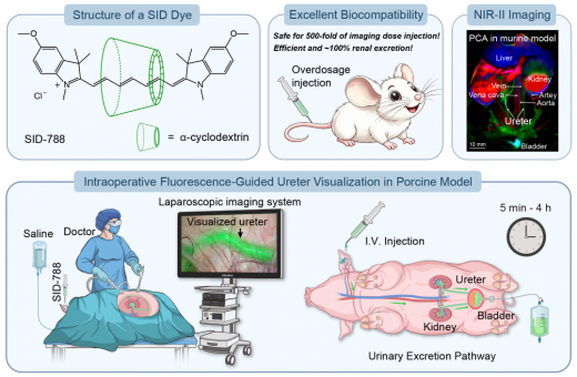HKU MILES-Shenzhen Pioneers Novel Super-Inert Fluorescent Dye For Clearer Ureter Imaging during Surgical Navigation