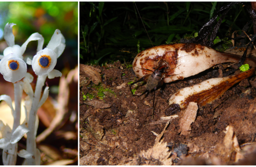 HKU-led Review Highlights Hidden Seed Dispersers in Forest Regeneration